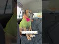 Dog’s outfit 🧡 #rhodesianridgeback