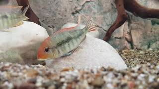 Y𝘰𝘶𝘯𝘨 𝘎𝘦𝘰𝘱𝘩𝘢𝘨𝘶𝘴 𝘛𝘢𝘱𝘢𝘫𝘰𝘴 𝘳𝘦𝘥𝘩𝘦𝘢𝘥 𝘢𝘯𝘥 𝘯𝘦𝘸𝘭𝘺 𝘧𝘰𝘳𝘮𝘦𝘥 Pair, Fir