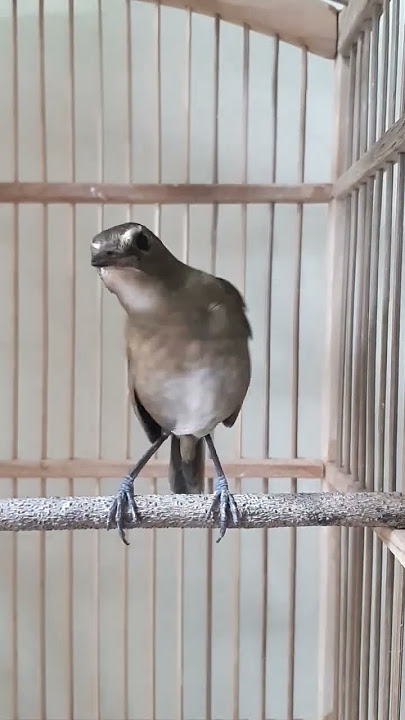 GAYA KHAS BURUNG CINGCOANG COKLAT / JONGKANGAN BALI FULL ISIAN KENARIAN