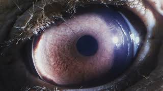 Gem Club - Swore (Emerald Press); Visualizer