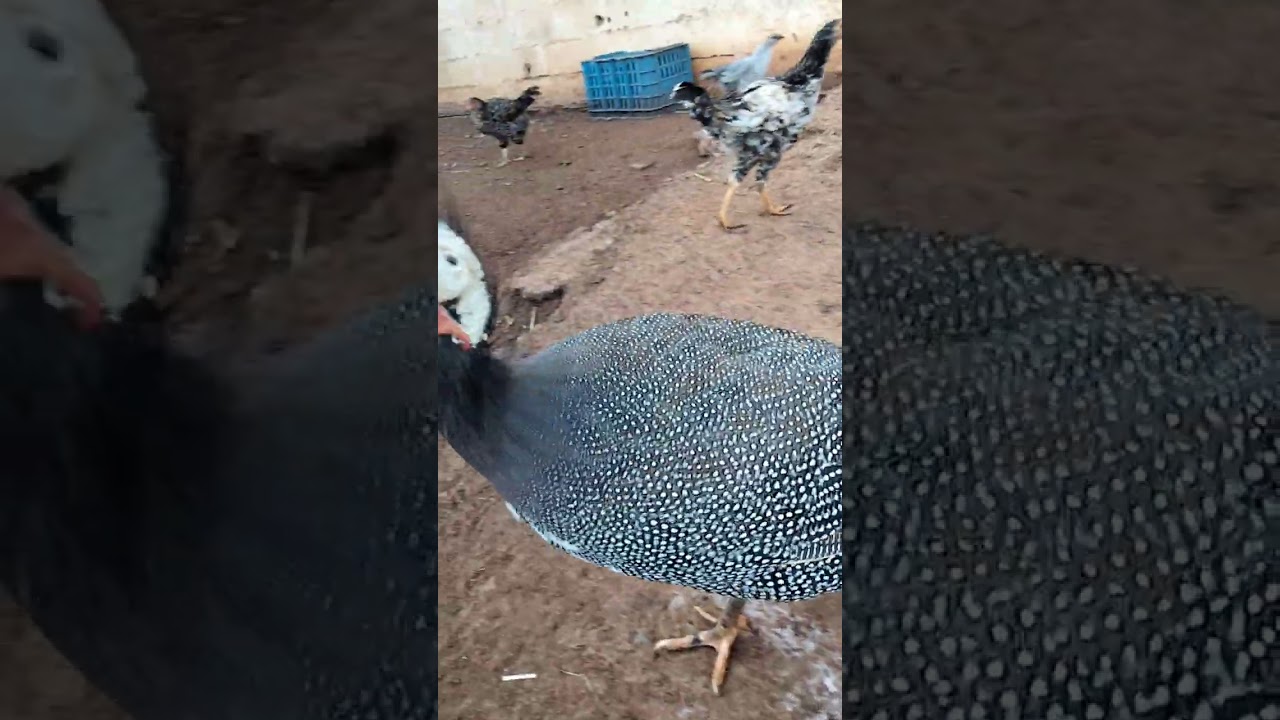 الحياة مع دجاج البلدي روعه 🐔 دجاج غينيا الفرعوني يا سلام🐔👍🐓🐓💗💗💗💗💓