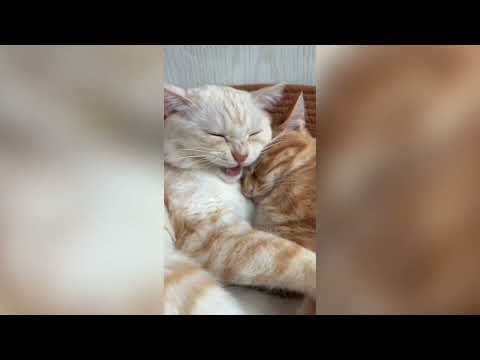 Funny Animal Videos 2024 Dogs And Cats Videos Humor Catshorts Duet