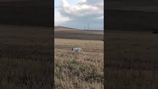 Çok Güzel Fermalar Köpeklerden I