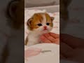This Cute Kitten Will Make Your Day Better 😺 #shorts