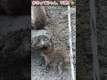【爆笑】背伸びしてお母さんの気を引こうとするも失敗しちゃうパンチくん！🤣 #パンチくん#shorts #市川市動植物園 #zoo