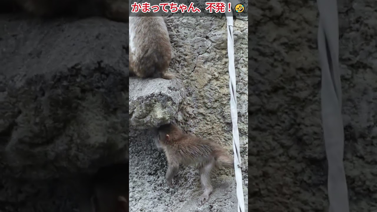 【爆笑】背伸びしてお母さんの気を引こうとするも失敗しちゃうパンチくん！🤣 #パンチくん#shorts #市川市動植物園 #zoo