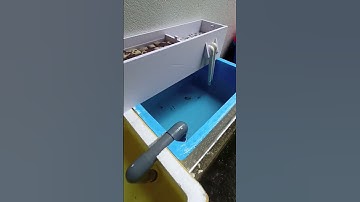 Lọc tràn trên tự làm! #cácảnh #diy #guppy