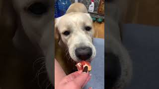 Что Не едят лабрадоры? Грейпфрут не очень понравился??? #dog #viral #puppy #labrador #cute