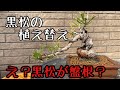 黒松 植え替え え?まじで?見たことない根が出てきた! repotting black pine. The board root!