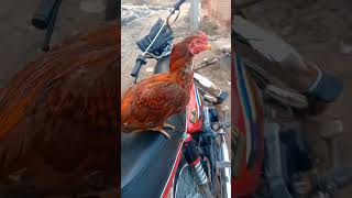 Httpsyoutubecommusmantv7975siqtyvtgm0m1qdkhkz