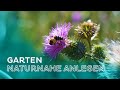 Naturnaher Garten - So unterstützen wir Wildbienen, Hummeln & Schmetterlinge durch Gartengestaltung!