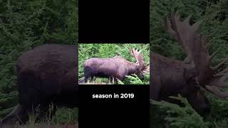 Moose Battle Like Titans in Alaska!
