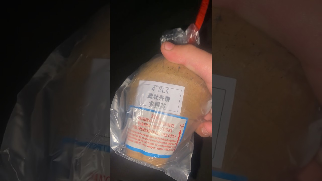 4” 蓝牡丹金椰芯 ｜ 4” Blue Peony To Golden CoCo Pistil Y/F 