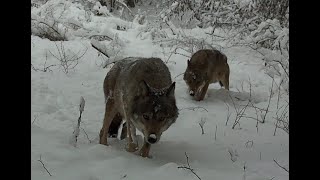 Best of wildlife winter survival 2026 Wolves, Deer, Wild Boar, Fox & Pheasant