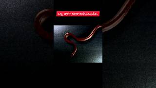 ఒకక పమ కడ కనపచన దశ A Country Where Not A Single Snake Is Seen