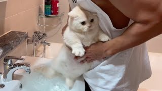 수속성 고양이가 8개월만에 목욕했을때 반응