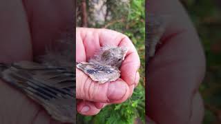 Download Lagu Greenfinch cock classic dominant pastel dom yellow is split Ambra and  Brown MP3