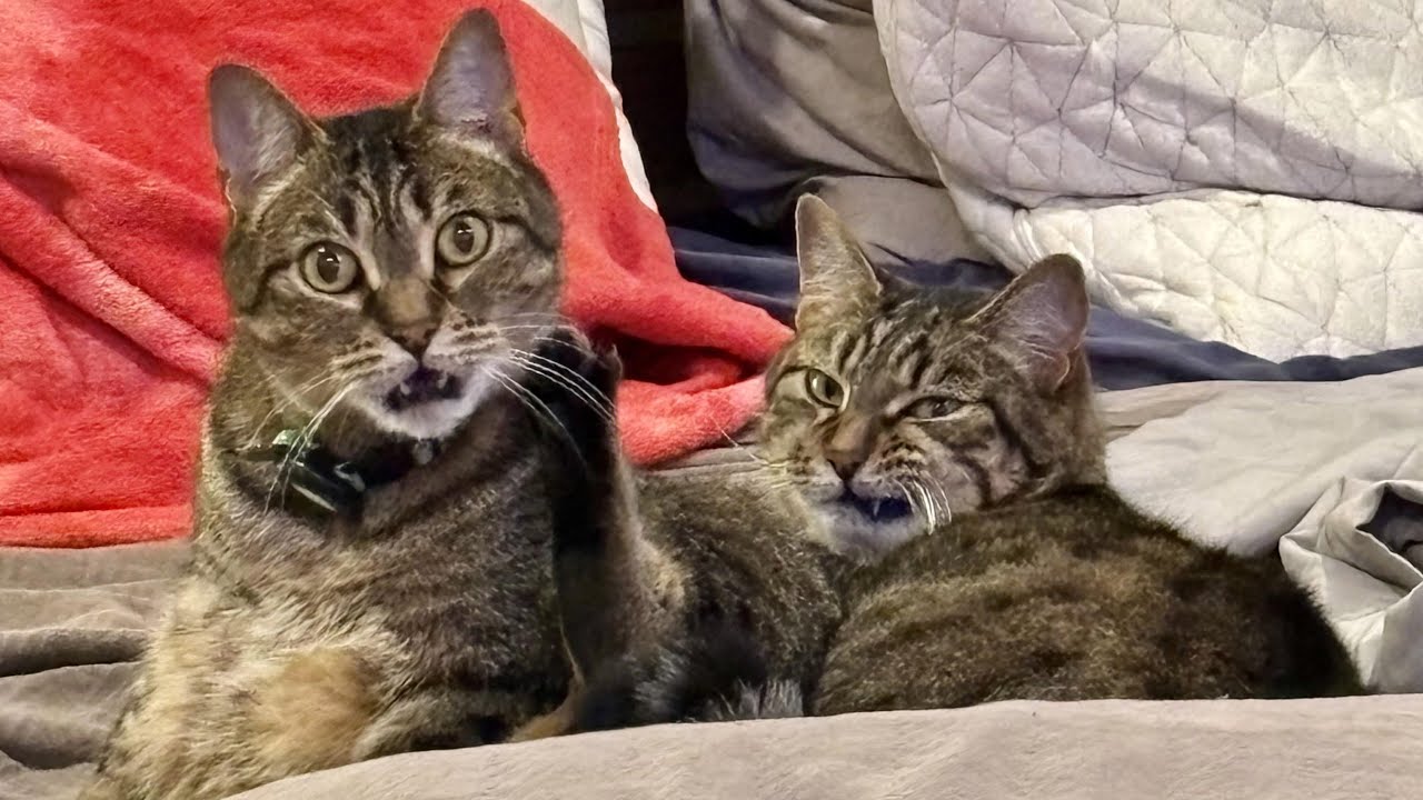 Weird and Adorable Cats Moments