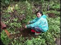 Suadha ngo ii part7 ii tree plantation program 23 ii 500 saplings planted at malhed village murbad