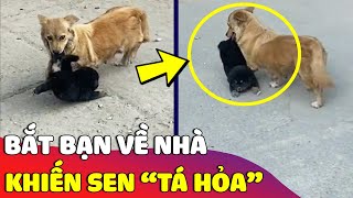 Cô gái tá hỏa với pha 'BẮT BẠN' về nhà của chú chó vô cùng tốc độ và 'CÁI KẾT' 😅 Gâu Đần