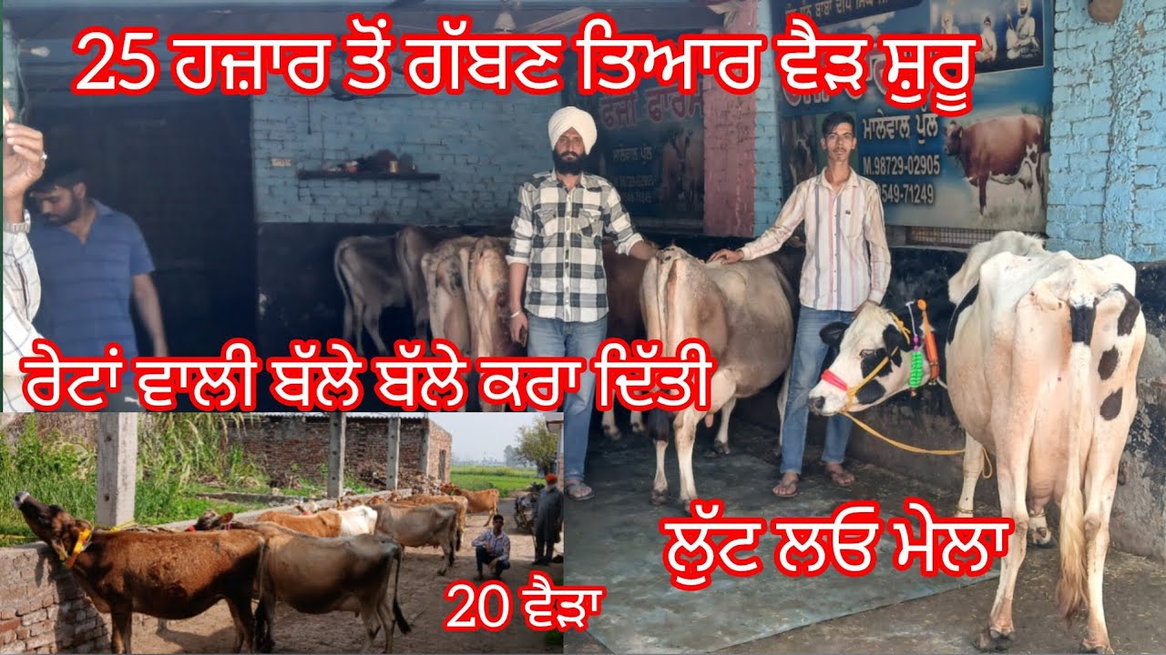 25 ਹਜ਼ਾਰ ਵਿੱਚ ਗੱਬਣ ਤਿਆਰ ਵੈੜ ਛੋਟੇ ਛੋਟੇ ਰੇਟਾਂ ਵਿੱਚ 20 ਵੈੜਾ ਲੁੱਟ ਲਓ ਮੇਲਾ/cow for sale 