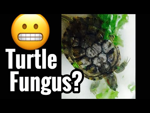 Pet Turtle Fungus or Shedding? Need Help