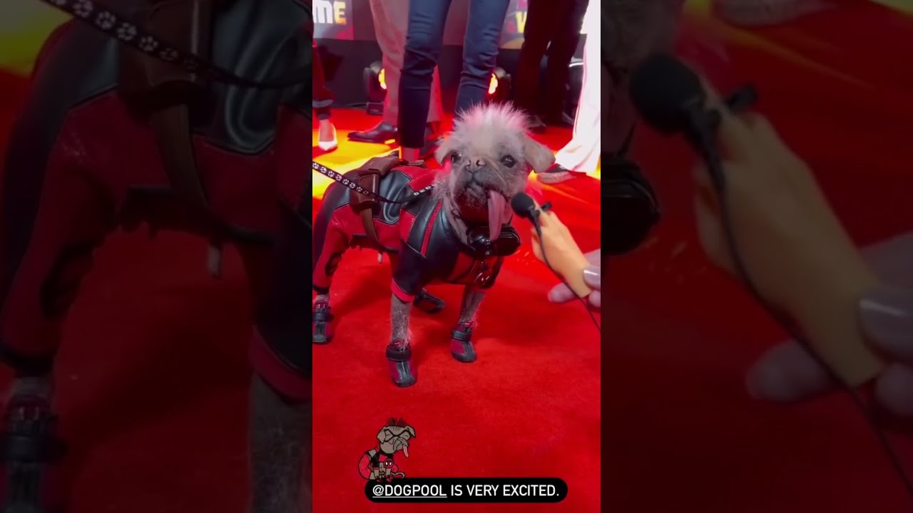 Dogpool On The Red Carpet For Deadpool Wolverine UK Fan Event July 11 2024 In London 