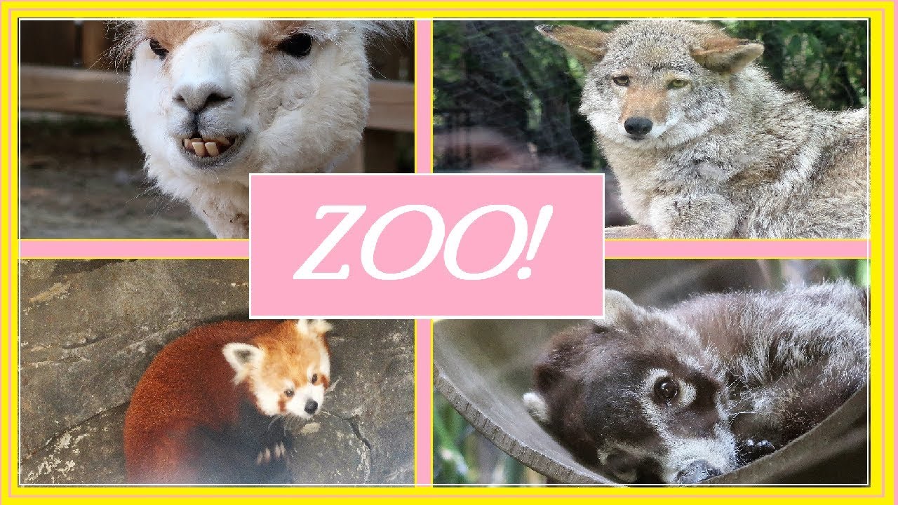 Chattanooga Zoo! - YouTube