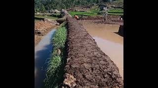 Proses pembuatan tambak ikan mas #ikanmas #kolamsawah #desa