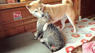 チューされると戦意が行方不明になる猫 Playful Cat