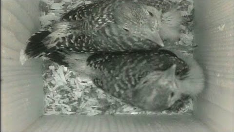Baby Red Bellied Woodpeckers in Nest Box - 8 Hours