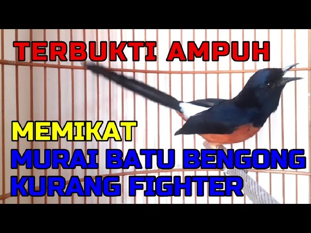 TERBUKTI AMPUH✅✅ untuk memikat murai batu BENGONG dan kurang FIGHTER✅ class=