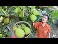 Have you ever picked breadfruit for cooking? / Breadfruit recipe / Cooking with Sreypov