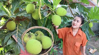 Have You Ever Picked Breadfruit For Cooking? / Breadfruit Recipe / Cooking With Sreypov