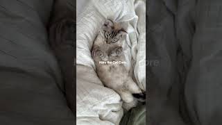 All cats in video are adoptable with a small rehoming fee! #cats #fyp #rescue #viral #adoptdontshop