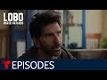 Lobo Morir Matando: Face to Face with Miranda | Episode 36 | Telemundo English