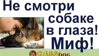 миф о собаках нельзя смотреть в глаза она нападет Развенчивам мифы о собаках миф о собаках нельзя смотреть в глаза она нападет Развенчивам мифы о собаках