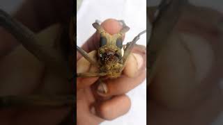 Screaming long-horned beetle very Aggressive so amazing look #shorts #insects Screaming long-horned beetle very Aggressive so amazing look #shorts #insects