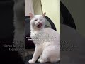 Uno complicado 🫠 y el otro feliz 😸 #Humor #Meme #Animales #Musica