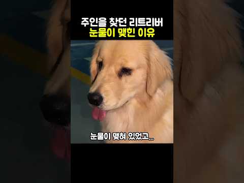 주인을 찾던 리트리버 눈물이 맺힌 이유 #강아지 #리트리버 #반려견 #동물감동 thumbnail