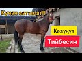 Эң сулуу КУНАН😍 || САТЫЛАТ || СРОЧНО