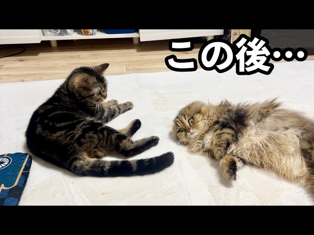 お互いを理解し合った猫が驚きの行動に出ました