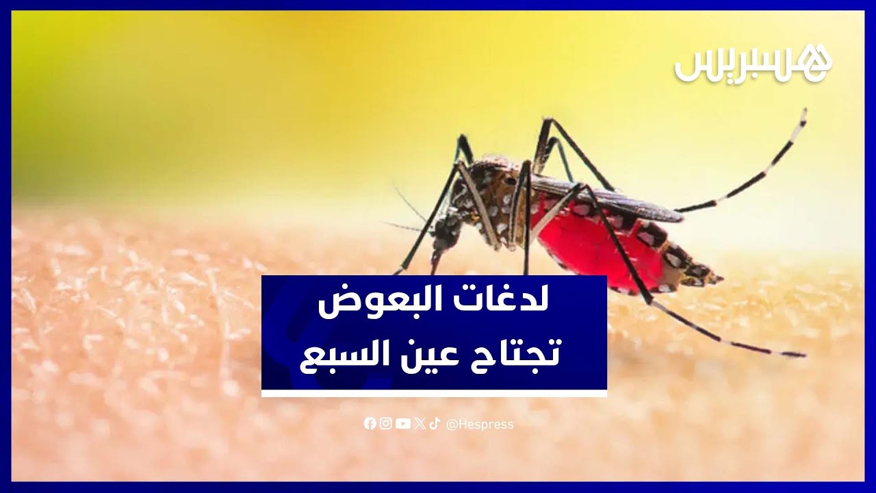 سكان عين السبع ينددون بتفشي البعوض في حيهم ويطالبون بالتحرك الفوري