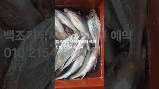 백조기 태풍레저