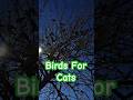 Night Sky Birds for Cats 🐦🌙 Relaxing Cat TV Short #CatVideo #CatTV #catscatscats #catplay #relax