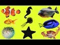 Sea ​​World for kids 🐳. Sea Animals Names and Sounds in English
