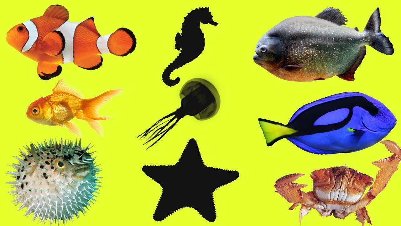 Sea World for kids 🐳. Sea Animals Names and Sounds in English YouTube
