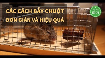 Các cách bẫy chuột đơn giản và hiệu quả - Mouse Trap