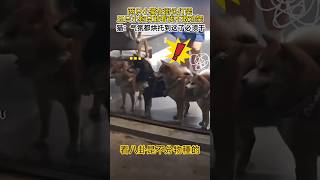 貓打架被一群狗圍觀,氣氛都被狗烘托出來了,這架看來不打不行了——原來愛看熱鬧也是不分物種的 #funny #搞笑 #pets #shortvideo #animals #cat #shorts
