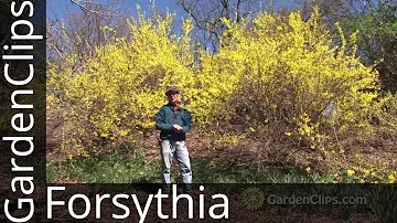 Does forsythia need full sun?